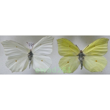 Gonepteryx rhamni (Linnaeus, 1758) pair Poland72f